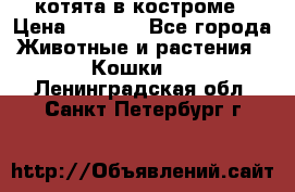 котята в костроме › Цена ­ 2 000 - Все города Животные и растения » Кошки   . Ленинградская обл.,Санкт-Петербург г.